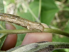 Ectropis crepuscularia