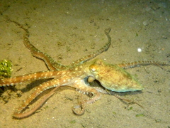 Octopus
