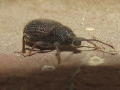 Otiorhynchus