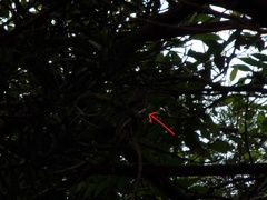 Muscicapa sibirica