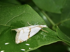 Pseudargyria interruptella