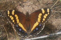 Aeropetes tulbaghia