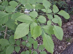 Fraxinus sieboldiana