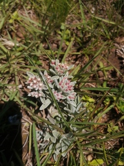 Helichrysum spiralepis