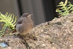 Phoenicurus ochruros