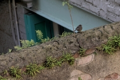 Phoenicurus ochruros