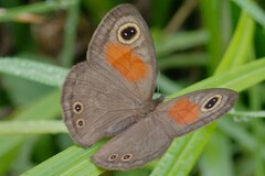 Cassionympha cassius