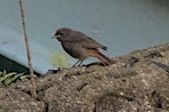 Phoenicurus ochruros