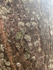 Phaeophyscia