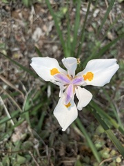 Dietes grandiflora