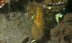 Hippocampus kuda