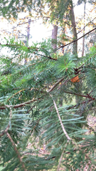 Pseudotsuga menziesii