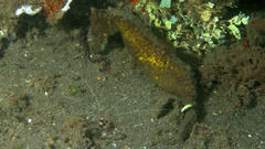 Hippocampus kuda
