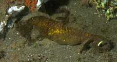 Hippocampus kuda