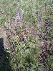 Salvia dumetorum