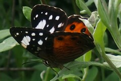 Paralethe dendrophilus