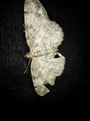 Protoboarmia faustinata