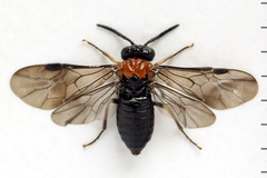 Eutomostethus ephippium