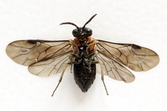 Eutomostethus ephippium