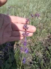 Salvia dumetorum