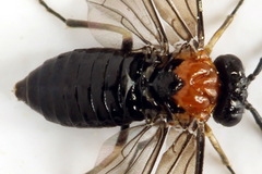 Eutomostethus ephippium
