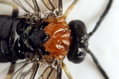 Eutomostethus ephippium