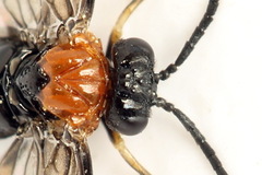 Eutomostethus ephippium