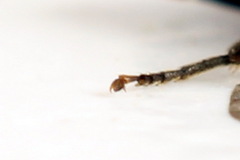 Eutomostethus ephippium