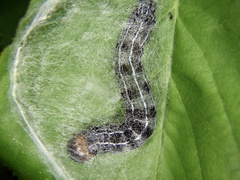 Orthosia carnipennis