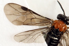 Eutomostethus ephippium