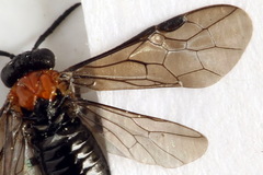 Eutomostethus ephippium