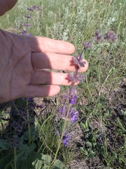 Salvia dumetorum