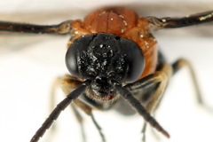 Eutomostethus ephippium