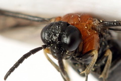 Eutomostethus ephippium