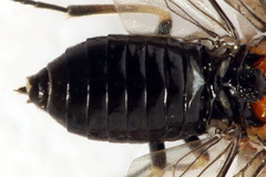 Eutomostethus ephippium