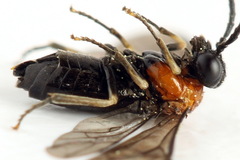 Eutomostethus ephippium