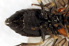 Eutomostethus ephippium