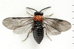 Eutomostethus ephippium