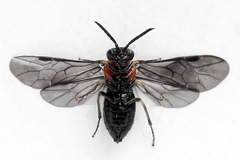 Eutomostethus ephippium