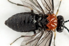 Eutomostethus ephippium