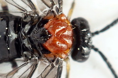 Eutomostethus ephippium