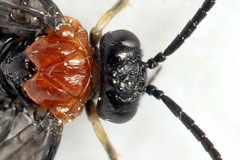 Eutomostethus ephippium