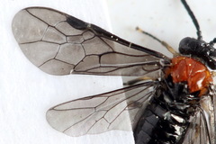 Eutomostethus ephippium