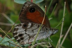 Pseudonympha paludis