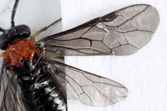 Eutomostethus ephippium