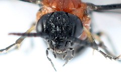 Eutomostethus ephippium