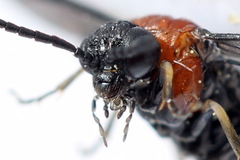 Eutomostethus ephippium