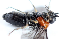 Eutomostethus ephippium