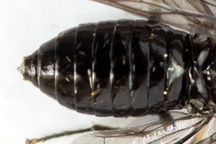 Eutomostethus ephippium