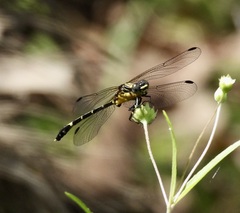 Austrogomphus prasinus